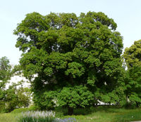 Acer hyrcanum Fisch. & C.A.Mey. – Photo: Andrea Moro 2008, Dryades TSB53298.jpg