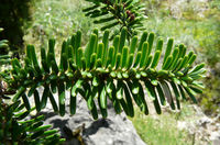 Abies nebrodensis (Lojac.) Mattei – Photo: Andrea Moro 2008, Dryades TSB55370.jpg