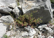 Habitat of Geranium purpureum Vill. (photo Andrea Moro 2010)