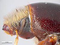 Scolytus scolytus PaDIL135714e.jpg