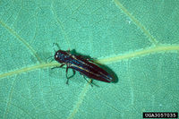 Agrilus bilineatus IPM3057035.jpg