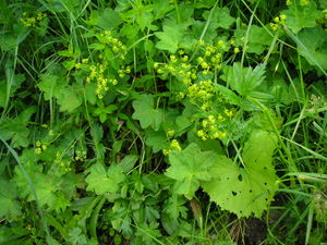 Alchemilla acutiloba plant (05).jpg