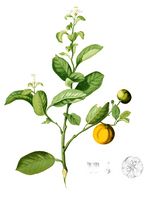 Citrus madurensis Blanco1.185-cropped.jpg