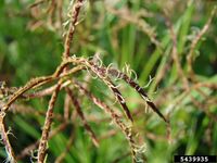 Cyperus rotundus IPM5439935.jpg