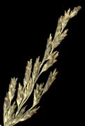 Spikelets of Puccinellia distans (Jacq.) Parl. (×3, photo Andrea Moro 2005)