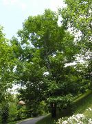 Silhouette of Quercus rubra L. (photo Andrea Moro 2006)