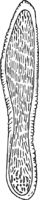 Gymnosporangium confusum Plowr. Abb1007c (Gäumann 1959, Rostpilze Mitteleuropas).png