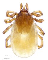 Ixodes marxi DigCommons.jpg