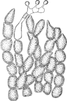 Kuehneola fici (Cast.) Butler. Abb0172 (Gäumann 1959, Rostpilze Mitteleuropas).png