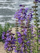 20170525Salvia pratensis2.jpg