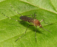 Aedes canadensis BugGuide58415.jpg