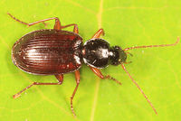 Agonum retractum BugGuide182424.jpg