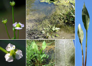 Morphological summary of Alisma plantago-aquatica L. (photos Andrea Moro)