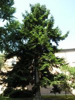 Abies alba Mill. – Photo: Andrea Moro 2007, Dryades TSB46103.jpg