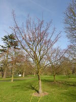 Acer davidii Franch. – Photo: Andrea Moro 2009, Dryades TSB62871.jpg