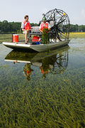 Hydrilla verticillata collection LakeSeminoleFL.jpg