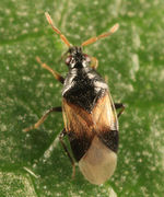 Orius insidiosus BugGuide463127.jpg