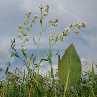 BEQ PS Lepidium latifolium.jpg