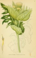 Cirsium oleraceum001.jpg