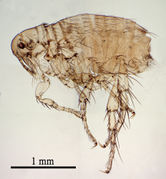 Ctenocephalides-canis.jpg