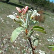 Amelanchier ovalis Medik.