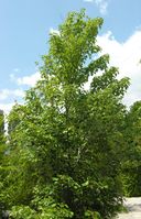 Acer rubrum L. – Photo: Andrea Moro 2006, Dryades TSB35877.jpg