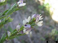 Lespedeza cuneata IPM5453311.jpg