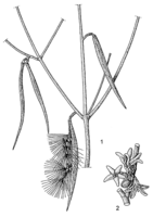 Linedrawing Leptadenia pyrotechnica.gif