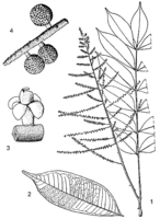 Linedrawing Zanthoxylum leprieurii.gif