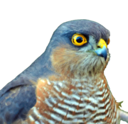 Accipiter nisus male