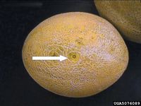 Acidovorax citrulli IPM5076089.jpg