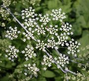 Inflorescence of Aegopodium podagraria L.