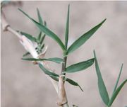 Eleusine indica (L.) Gaertn.