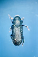 Hylastes cunicularius IPM2515013.jpg