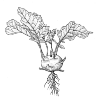 Linedrawing Brassica oleracea Kohlrabi.gif