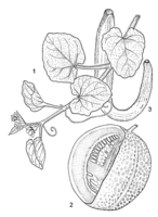 Linedrawing Cucumis melo.gif