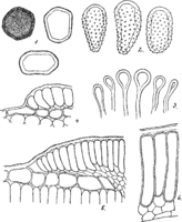 Melampsora allii-fragilis Kleb. Abb0137 (Gäumann 1959, Rostpilze Mitteleuropas).png