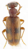 Anthicus cervinus1.jpg