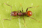 Aphaenogaster tennesseensis BugGuide520190.jpg