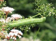 Caterpillar of Macroglossum stellatarum