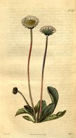 Bellis sylvestris - 001x.jpg