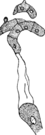 Chrysomyxa abietis (Wallr.) Ung. Abb0087a (Gäumann 1959, Rostpilze Mitteleuropas).png
