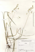 Herbarium sheet of Briza media L.