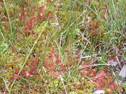 Drosera rotundifolia L.