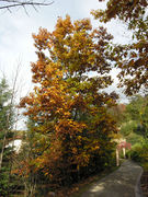 Silhouette of Quercus rubra L. (photo Andrea Moro 2008)