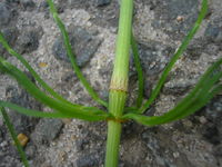 Equisetum pratense JuliaKruse 2.jpg