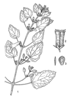 Linedrawing Ceratotheca sesamoides.gif