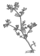 Linedrawing Portulaca oleracea.gif