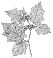 Linedrawing Solanum torvum.gif