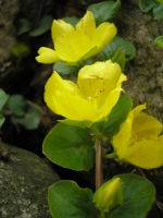 Lysimachia nummularia JuliaKruse 1.jpg